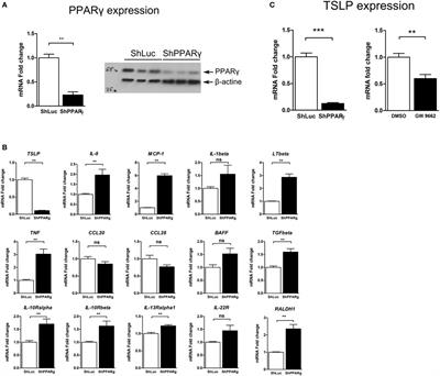 The Expression of the Short Isoform of Thymic Stromal Lymphopoietin in the Colon Is Regulated by the Nuclear Receptor Peroxisome Proliferator Activated Receptor-Gamma and Is Impaired during Ulcerative Colitis